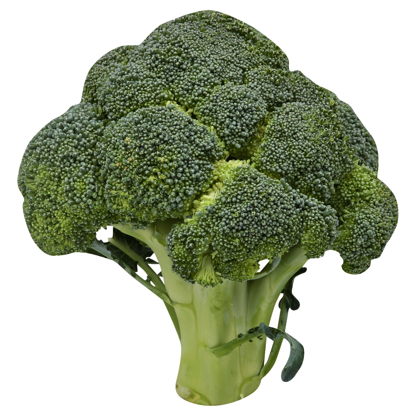Broccoli Crown